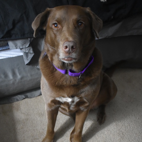 Meet your Posher, Christy ๐ - Picture 8 of 8